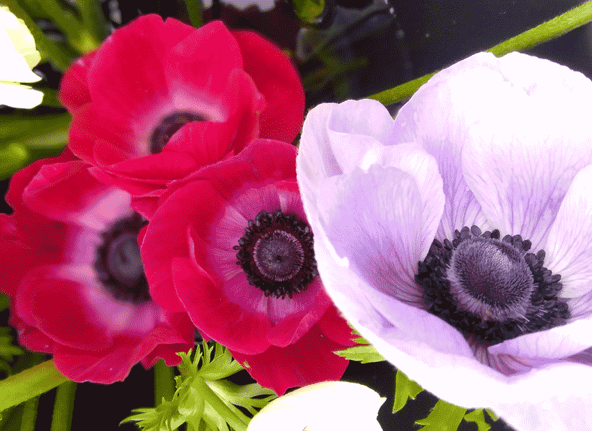 Spring anemones grown at a flower farm in Ellesmere Shropshire. 