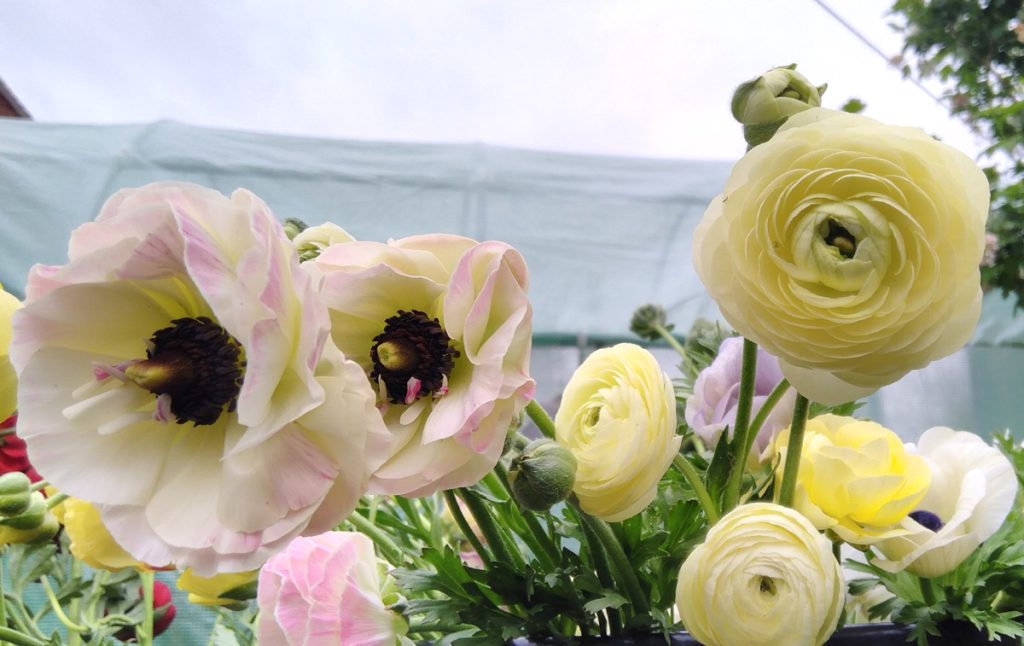 Cream coloured ranunculus flowers grown in Ellesmere Shropshire. Available for local delivery.