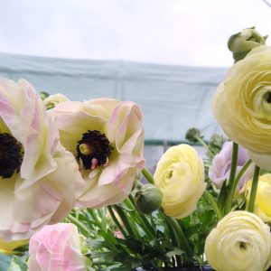Cream coloured ranunculus